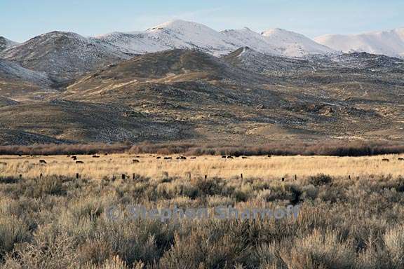 winter scene nevada 2 graphic